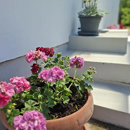 Hibiscus Nyaralo Holiday home